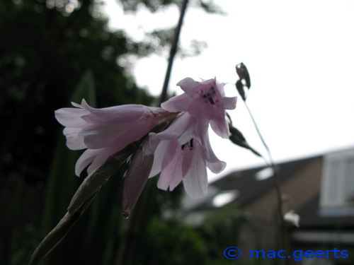 Dierama cooperi